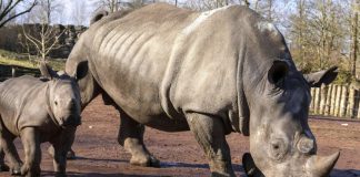 Soixante-dix rhinocéros blancs d’Afrique du Sud déplacés au Rwanda