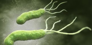 15 millions de cancers liés à une bactérie oubliée : un traitement simple pourrait en prévenir les trois quarts