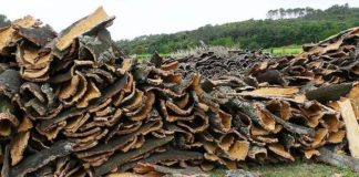 Une production de près de 13.000 quintaux de liège attendue à El Tarf