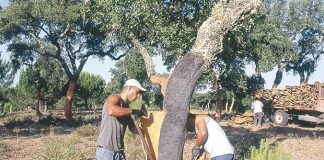 Souk Ahras: Une récolte prévisionnelle de 3.700 quintaux de liège en 2025