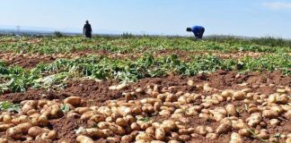 Mila: Lancement de l’opération de récolte de la pomme de terre de saison sur 1.160 ha