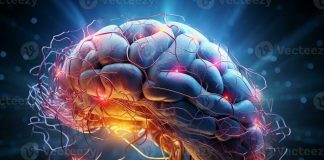 La production de neurones dans le cerveau ne s’arrête pas à 25 ans affirme une étude