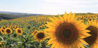 Naâma: Une production d’environ 325 quintaux de graines de tournesol prévue à Sfissifa