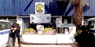 108 kg de kif traité saisis à Sidi Bel-Abbès: Un réseau criminel transfrontalier démantelé