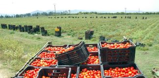 Relizane: Une production de près de 2,2 millions de quintaux de tomates industrielles attendue