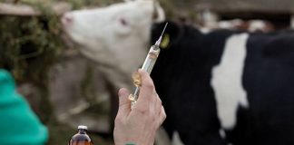 Tébessa: Vaccination de 8.500 bovins contre la dermatose nodulaire contagieuse