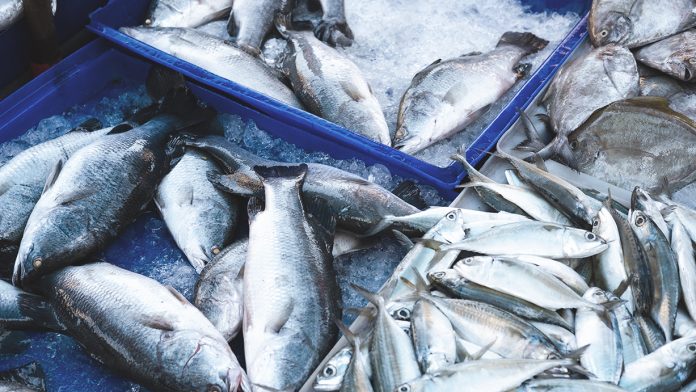 Jijel près de 60 tonnes de poissons bleus débarquées aux ports de pêche