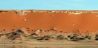 Illizi: Recensement de plus de 150 oiseaux nicheurs par le RNOOA