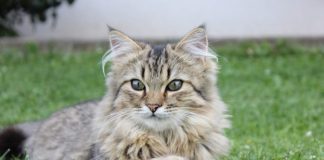 Alzheimer: Des chats à l’origine de nouveaux traitements