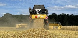 Blida: Production de plus de 2.700 qx de colza