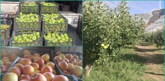 Arboriculture: Développement notable et perspectives prometteuses pour la filière pomicole dans les wilayas de Batna et de Khenchela