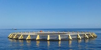 Tizi-Ouzou: Ensemencement de 5,2 millions d’alevins de daurade royale depuis le début de l’année