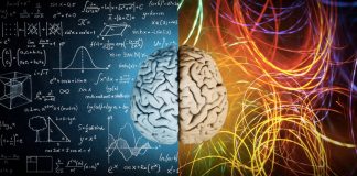 Une découverte majeure révèle le cerveau comme un réseau distribué et prédictif