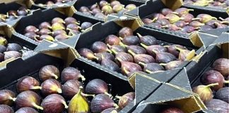 Bejaïa: Plus de 200 participants attendus à la Fête de la figue et des produits de terroir de Beni Djellil