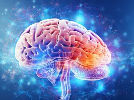 En 4 jours ce régime alimentaire peut abîmer le cerveau, découvrent les scientifiques