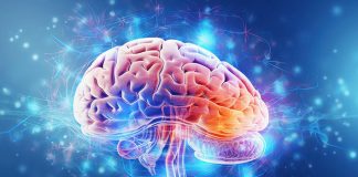 En 4 jours ce régime alimentaire peut abîmer le cerveau, découvrent les scientifiques