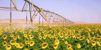 Chlef: Lancement de la campagne de récolte du tournesol
