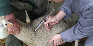 Chlef: 150.000 doses de vaccin pour protéger les ovins et caprins contre la peste des petits ruminants