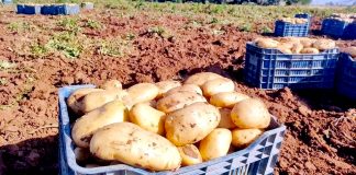El-Oued: Plus de 35.000 ha réservés à la culture de la pomme de terre d’arrière-saison