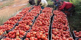 El-Oued: Quelque 3.700 ha destinés à la culture de tomates de plein champ