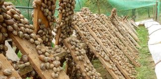 Héliciculture à Oran: Une productrice algérienne conquiert le marché italien avec ses escargots “gris petits”