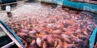 Oran: Expérience prometteuse dans l’élevage du tilapia rouge