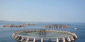 Bejaia: Près de 3 millions d’alevins de la daurade royale ensemencés à Beni Ksila