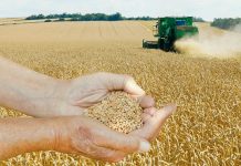 Céréales:L’Algérie prévoit une production globale de 5 millions de tonnes en 2026