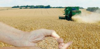 Beni-Abbes: Un Centre de proximité de stockage de céréales en cours de réalisation