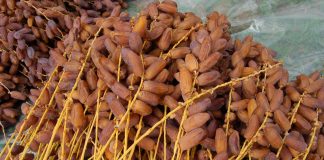 El-Meniaa: Prévision de récolte de plus de 185.400 QX de dattes