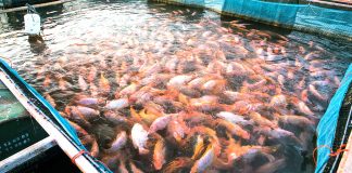 Blida: Près de 200 bassins d’irrigation concernés par le programme d’aquaculture