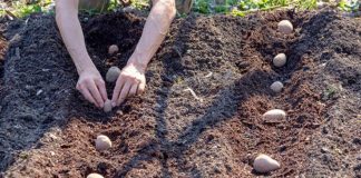 Mostaganem: Vaste opération de plantation de pommes de terre
