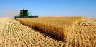 Sétif: 150.000 hectares dédiés à la céréaliculture