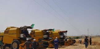 Tiaret: Plus de 50.000 quintaux de semences de céréales disponibles pour la campagne labours semailles