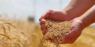 Tissemsilt: Plus de 30.000 quintaux de semences disponibles pour la campagne labours semailles