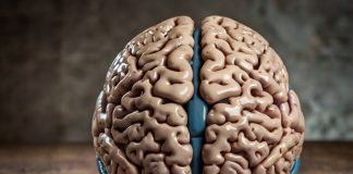 Voici à quel âge le cerveau atteint sa maturité, selon une étude qui détruit toutes les idées reçues