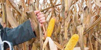 El-Meniaa: Prévision de récolte de plus de 340.000 quintaux de maïs engrain