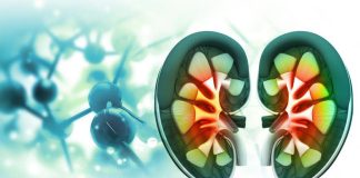 Klotho: L’hormone rénale qui pourrait freiner le vieillissement