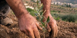 Jijel: Opération de plantation de 55.000 oliviers dans différentes communes de la wilaya