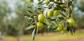 Oran: Programme d’extension des vergers d’oliviers sur plus de 110 hectares