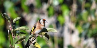 Constantine : Organisation du Concours du chardonneret élégant et des oiseaux sauvages