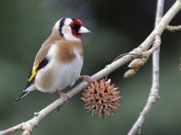 Écologie: Vers une classification internationale du chardonneret tellien