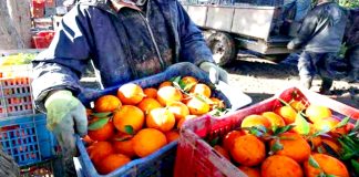 Relizane: Une production de 670.000 quintaux d’agrumes attendue durant la saison agricole 2025/2026