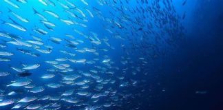 La FAO alerte: 52 % des stocks de poissons en Méditerranée restent surexploités