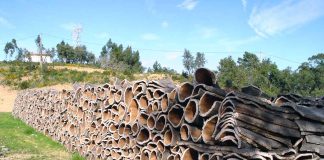 Souk Ahras: Plus de 3.200 quintaux de liège récoltés lors de la campagne de mai dernier