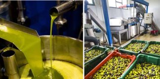 Relizane: Une production de plus de 367.000 quintaux d’olives attendue