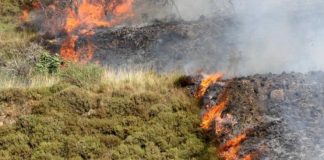 Palestine: Des colons brûlent des oliviers des palestiniens au sud de Naplouse