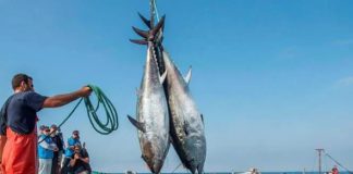 Pêche au thon rouge: L’Algérie récupère sa part historique avec une augmentation de 437 tonnes par an