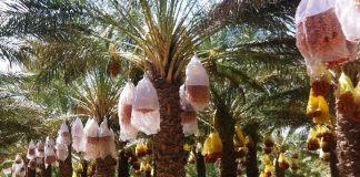 Biskra: Tolga la terre de la résistance des Zaâtcha, devenue berceau de « Deglet Nour »