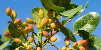 La pistache au cœur d’une stratégie nationale de développement agricole durable: Les startups et la recherche unies pour valoriser une culture à haute valeur économique